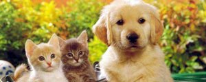 Tüm Kedi Ve Köpeklere Kimlik Ve Pasaport Sarti