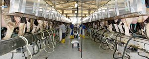  Hayvan Ve Süt Üreticileri Yararina Seminer Düzenlenecek