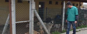 Belediye Hayvan Barinagi 250 Köpege Ev Sahipligi Yapiyor 