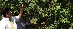  Meyve Bahçelerinde Don Zarari Ödemesi Basvurulari Için Son Tarih 8 Temmuz