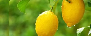 Konya, Karaman Bölgesinde Fiyati En Çok Artan Ürün; Limon Oldu
