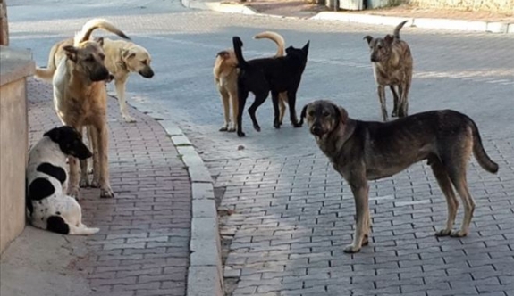 OSB’deki Başıboş Köpekler Tehlike Saçıyor