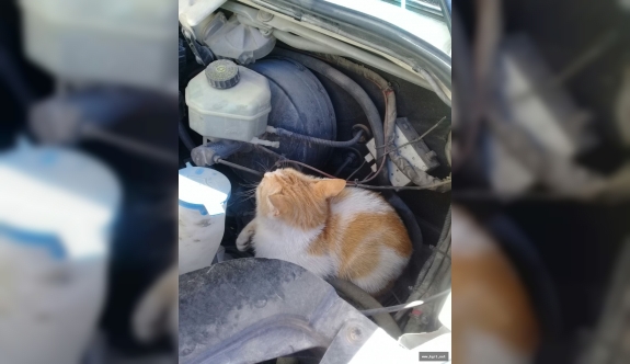 Ambulansın Kaputuna Giren Kedi, Karaman'dan Konya'ya Gidip Geldi