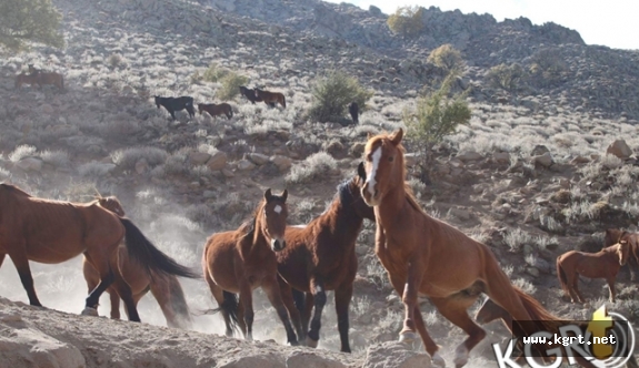 Karaman'daki Yılkı Atlarının Sayısı Kontrollü Olarak Azaltılacak