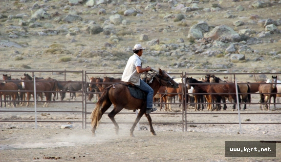 Karaman’da Yılkı Atları Yakalanmaya Başladı