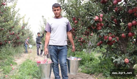 Karaman'da Elma, Soğuk Hava Depolarına Girmeye Başladı