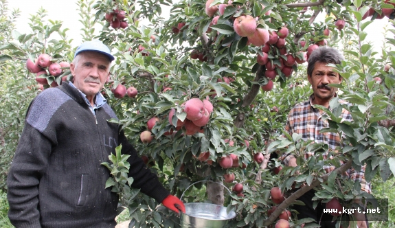 Karaman’da Hasadı Başlayan Elma Yüz Güldürüyor