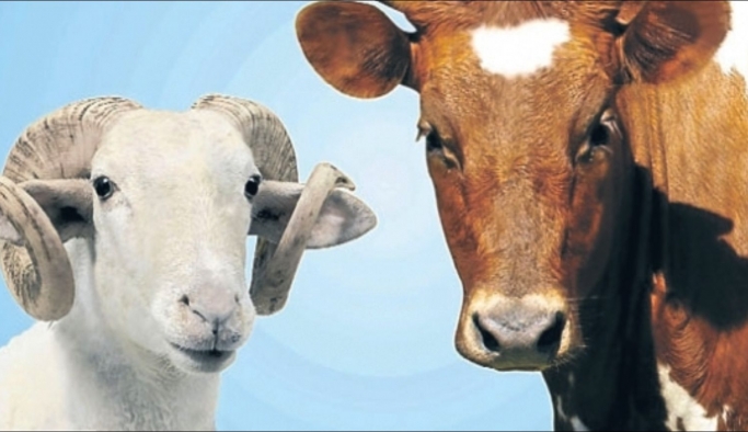 Karaman Sığır Sayısında 69, Koyun Sayısında 31. Sırada