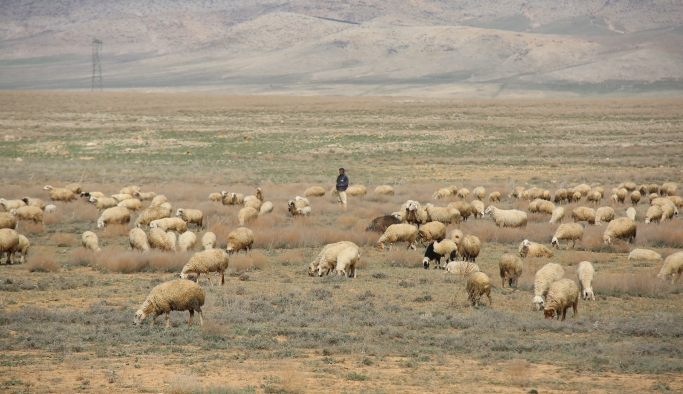 Koyun Üreticileri Dişi Kuzuya Ek Destek İstiyor