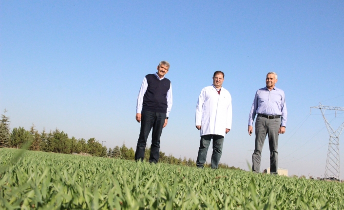 Ahmet Buğdayı Anadolu Topraklarında Yeniden Hayat Bulacak 