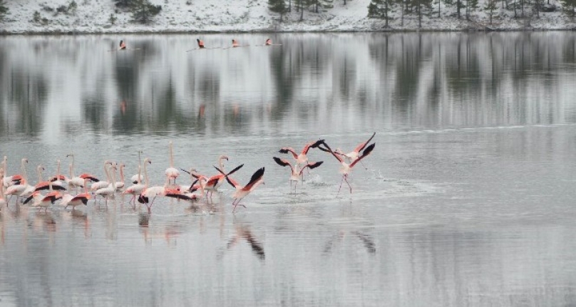 İvriz Barajında 13 Flamingo Soğuktan Öldü