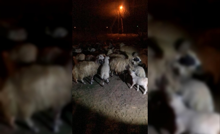 Ereğli`de Kayıp Koyunları Jandarma Bulup Sahibine Teslim Etti