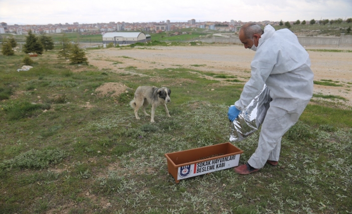 Karaman Belediyesi Sokak Hayvanlarını Unutmadı