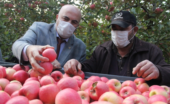 Karaman’da Elma Üreticinin Yüzünü Güldürdü