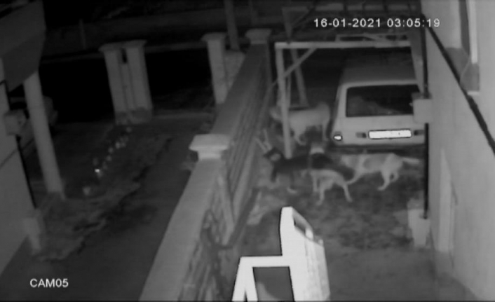 Karaman’da Sokak Köpekleri Kediye Saldırdı, O Anlar Kamerada