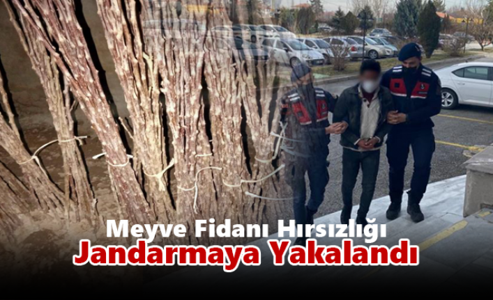 Ereğli’de Meyve Fidanı Hırsızlığı Jandarmaya Yakalandı   