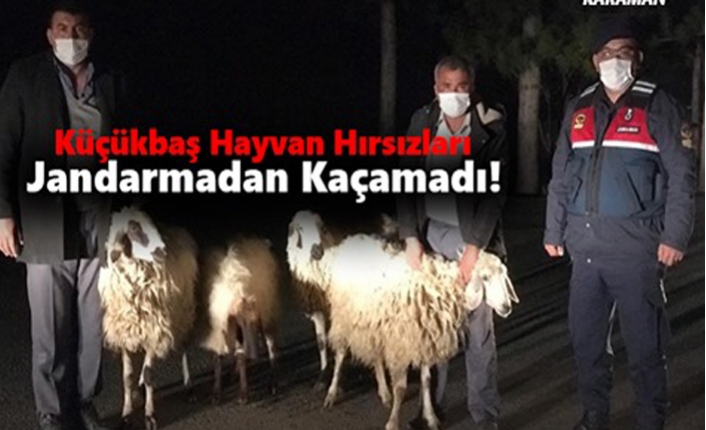Karaman’da Küçükbaş Hayvan Hırsızları Jandarmadan Kaçamadı