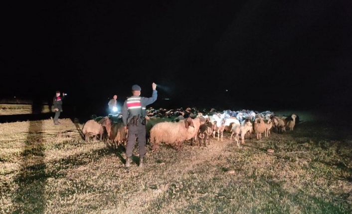 Kayıp Koyunları Jandarma Buldu