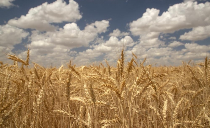Yerli Bisküvilik Buğday İçin Ülker’den Yeni Proje
