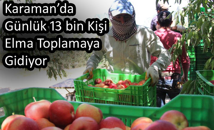 Karaman’da Günlük 13 Bin Kişi Elma Toplamaya Gidiyor