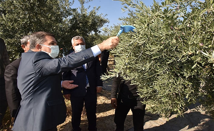 Vali Işık Zeytin Hasadına Katıldı