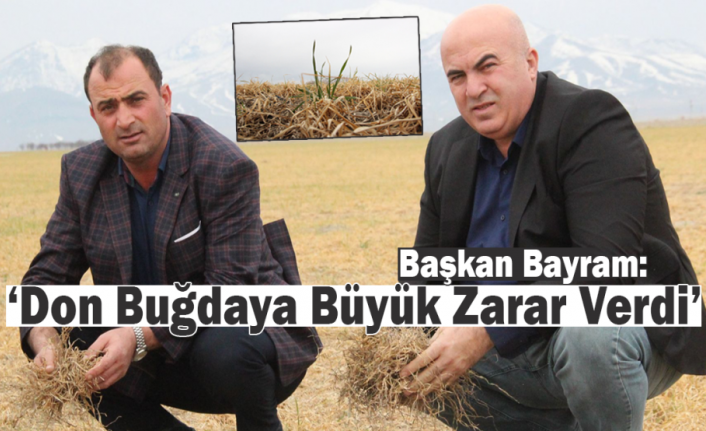 Karaman’da Dondan Etkilenen Buğday Tarlaları Kurudu