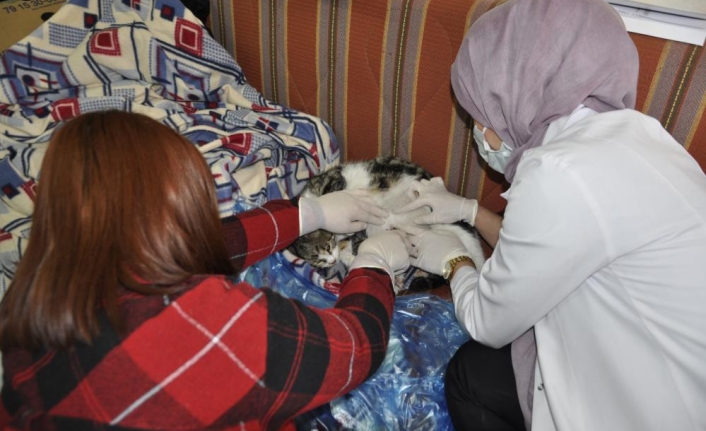 Doğum Sancısı Çeken Kedi Sağlık Merkezinde Doğum Yaptı