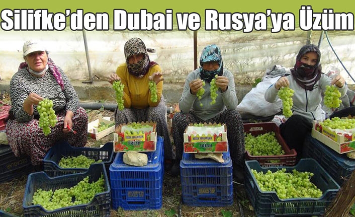 Silifke’den Dubai ve Rusya’ya Üzüm