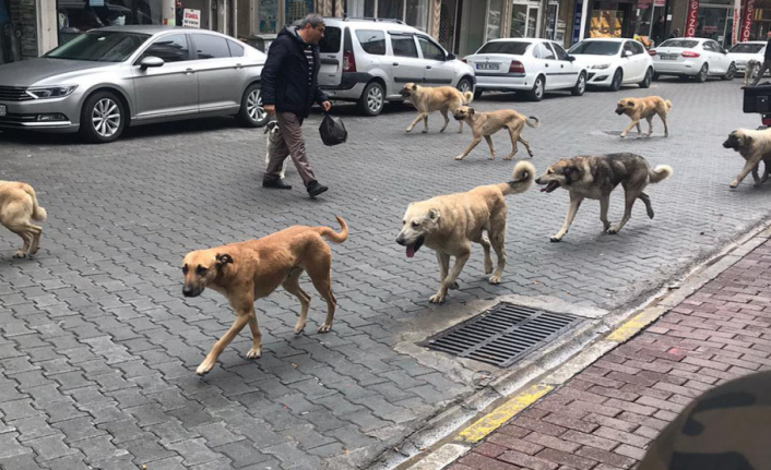 Sokaklarda Köpekler Sürü Halinde Dolaşıyor Vatandaşlar Endişeli