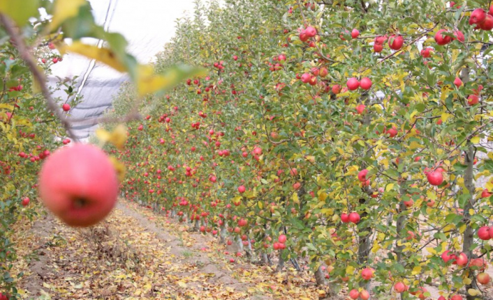 Karaman’da Elma Üretimi 3,5 Kat Arttı