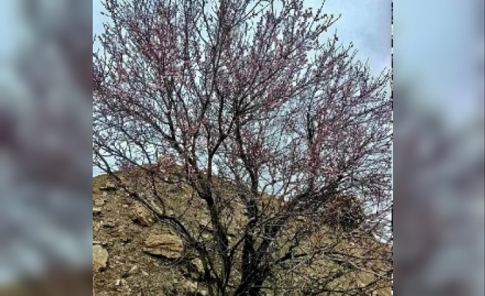 Karaman’da Badem Ağaçları Çiçeklendi