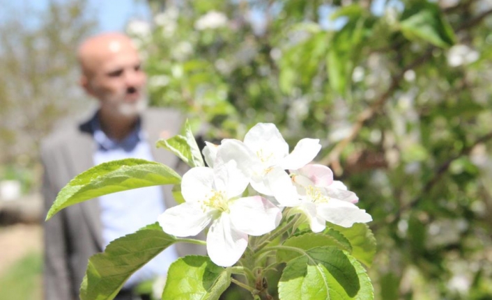 Karaman'da 15 Milyon Elma Ağacı Aynı Anda Çiçek Açtı
