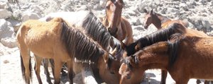Karadag`daki Yilki Atlarinin Su Çilesi