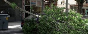  Rüzgar Nedeniyle Kirilan Agaç Dali Yolu Kapatti