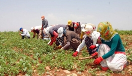 Mevsimlik Tarım İşçileri Bürosu Kuruldu