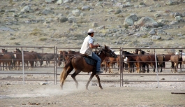 Karaman’da Yılkı Atları Yakalanmaya Başladı
