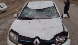 Otomobil Üzerinde Binicisi Olan Ata Çarptı: 1 Yaralı