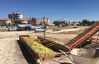 Iskarta Elma Alımı Başladı