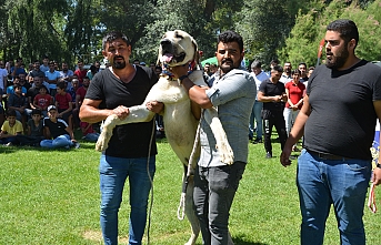Ereğli'de 3 Köpek Irkları Yarıştı