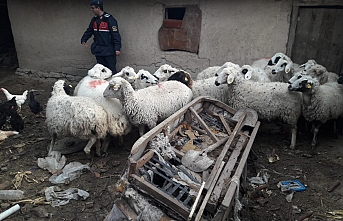 Çaldıkları Koyunlarla Yakalanan Şüpheliler Tutuklandı 