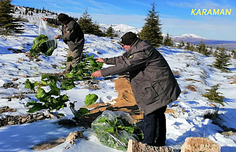 Karaman’da Yaban Hayvanları İçin Kar Üzerine Yem Bırakıldı