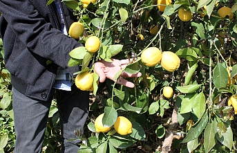 Üretici Limon İhracatının Açılmasını Bekliyor