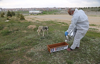 Karaman Belediyesi Sokak Hayvanlarını Unutmadı