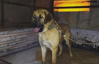 Köpek Dövüştüren 10 Kişiye Ceza Kesildi