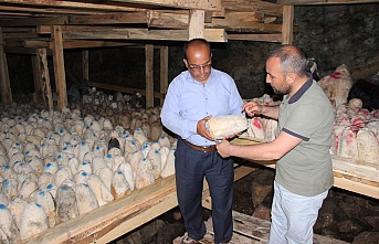 Karaman’da Peynirler Kar Obruğuna Bırakılıyor