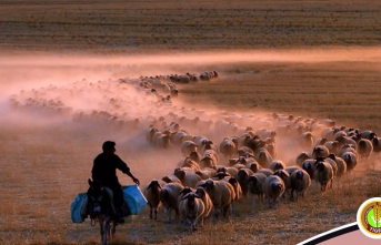 Keçi ve Koyun Çobanlığı Hizmeti Alınacak