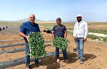 Başkan Bayram: “Karaman Sebze Üretim Merkezi Olacak”