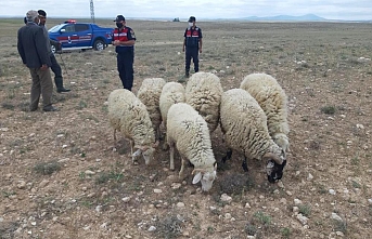 Jandarma Kayıp Koyunları Drone İle Buldu