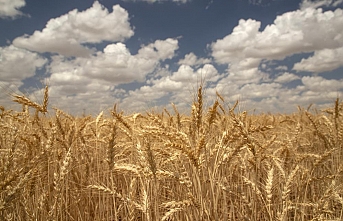 Yerli Bisküvilik Buğday İçin Ülker’den Yeni Proje