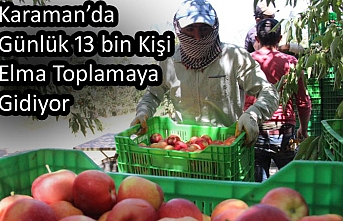 Karaman’da Günlük 13 Bin Kişi Elma Toplamaya...